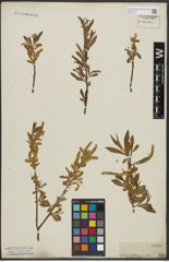 Foto von Salix alba L.